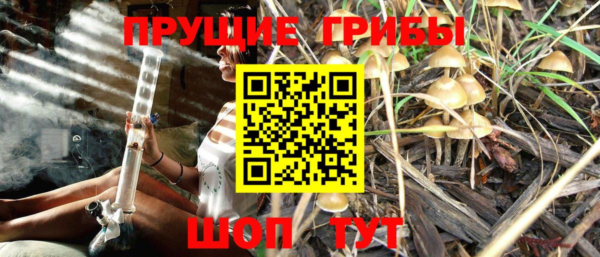 Псилоцибиновые грибы Psilocybe  Вход с VPN  Усолье-Сибирское 